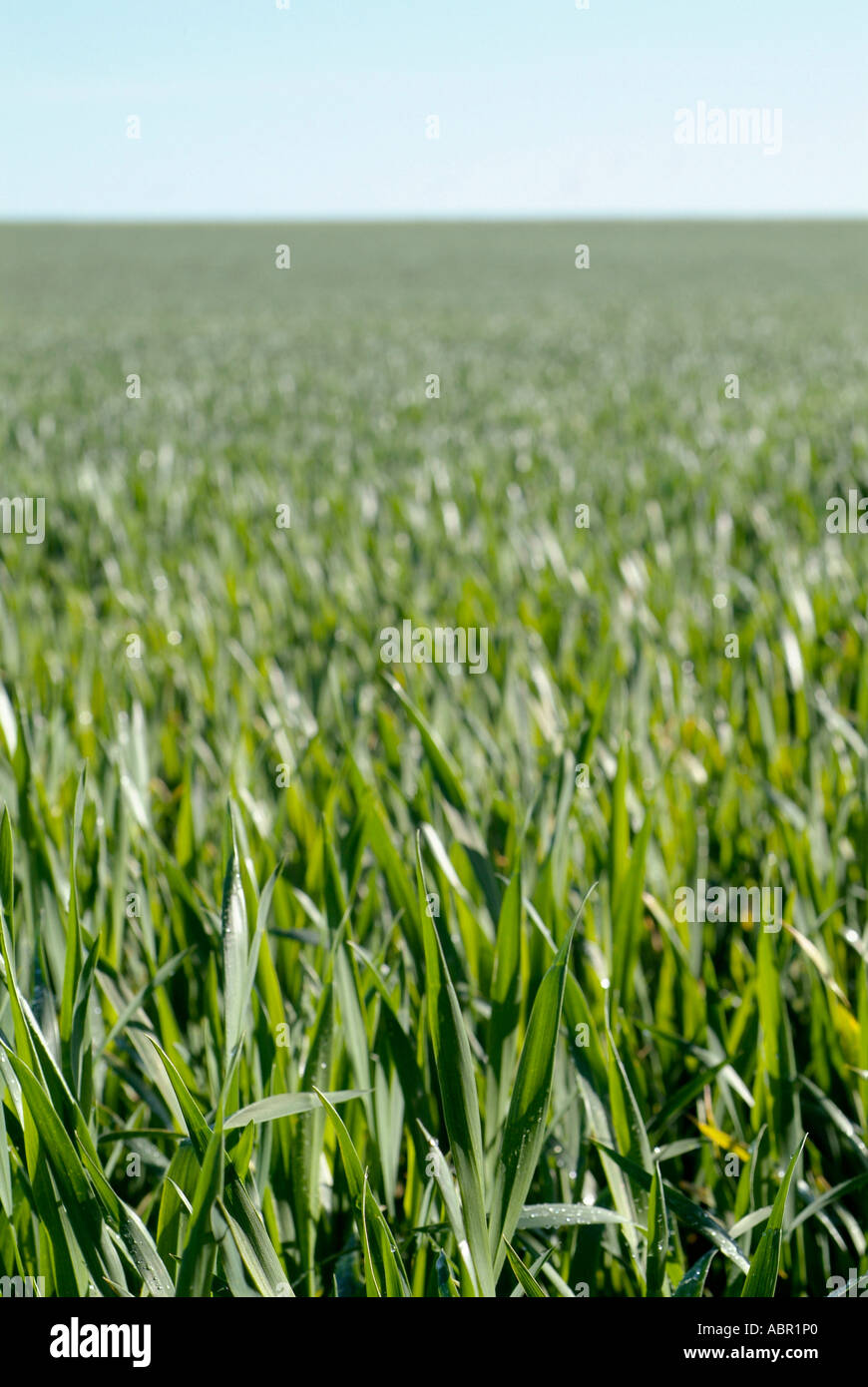 View of young  cereal  crop young wheat crop Arable uk green Stock Photo