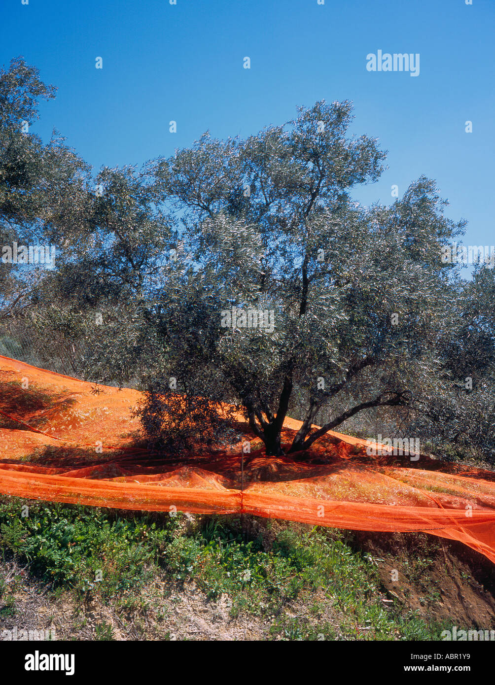 harvesting olives at an Olive Grove West  Crete Greece Europe.  Photo by Willy Matheisl Stock Photo