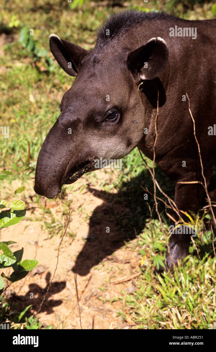 Amazon, Brazil. Tapir (Tapirus terrestris) - anta, a South American odd-toed ungulate. Mato Grosso State. Stock Photo