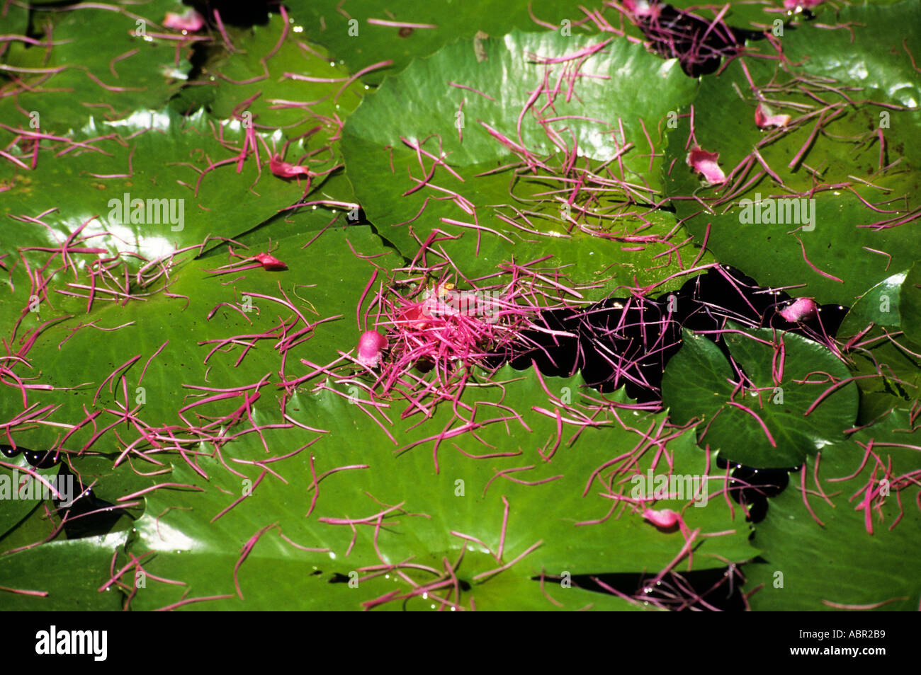 Manaus, Brazil. Water lilies with bright pink flower petals scattered over the lily pads (leaves). Stock Photo