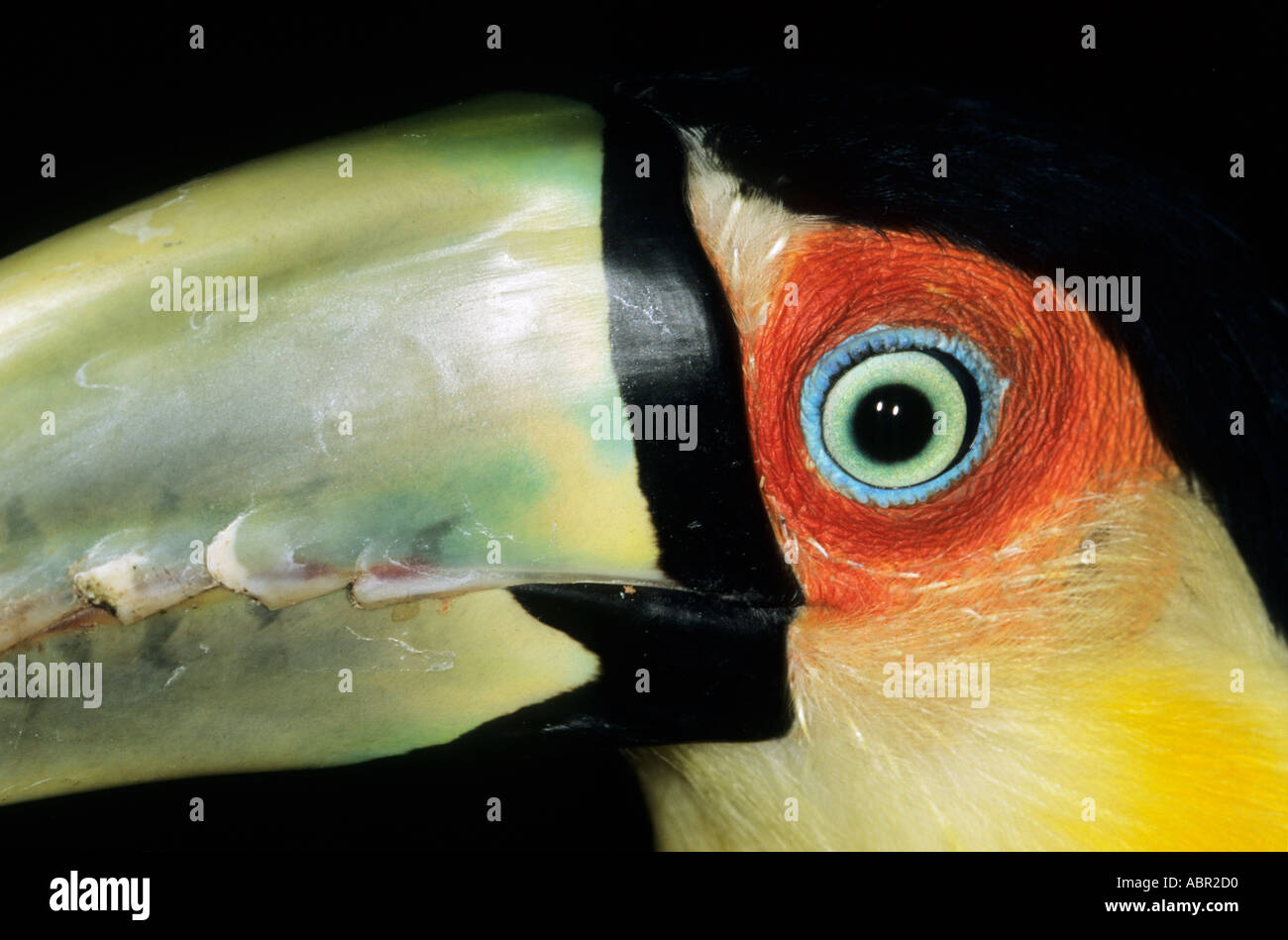 Amazon, Brazil. Close-up of the eye and upper beak of a red-breasted toucan (Ramphastos dicolorus). Stock Photo