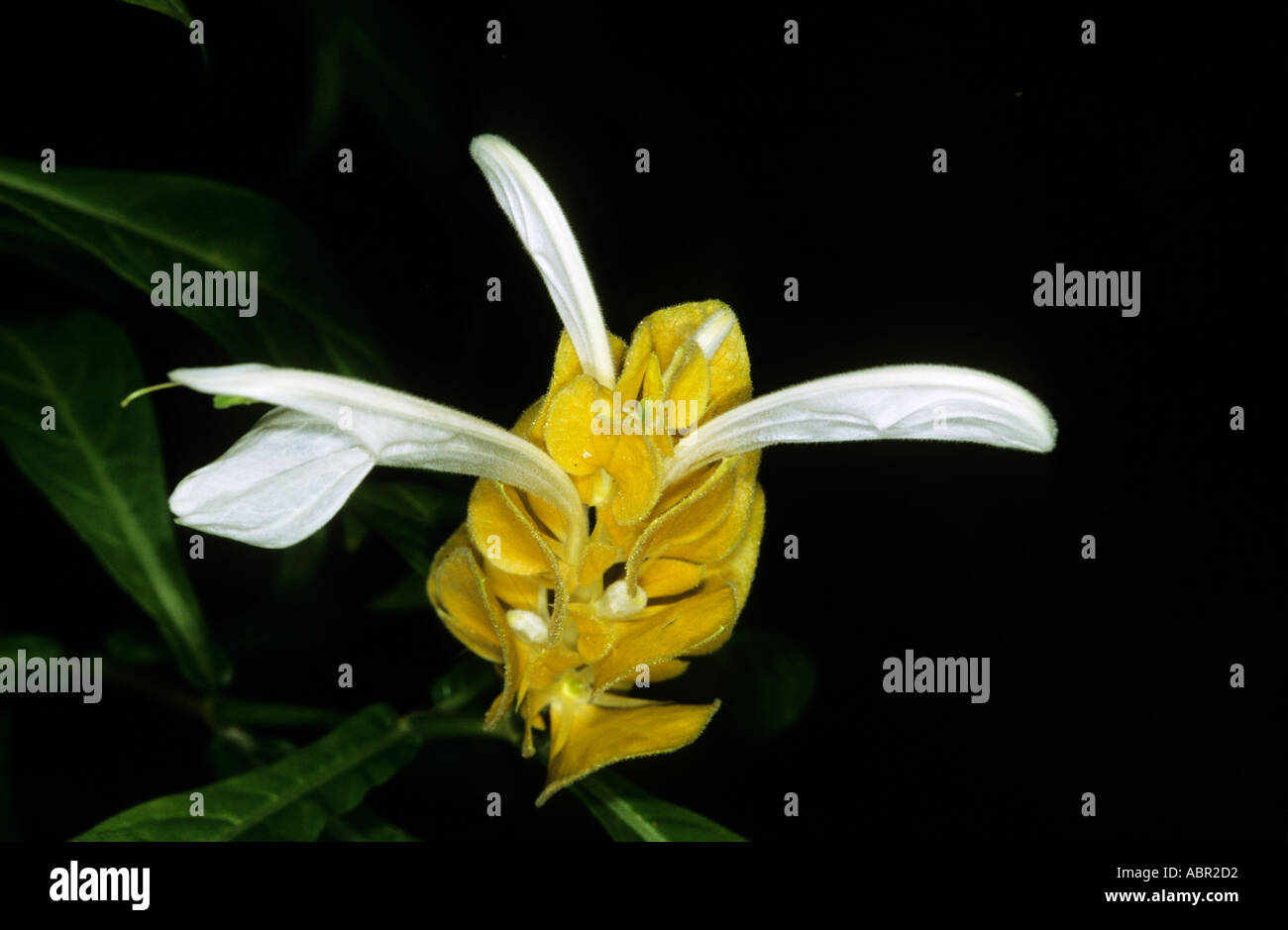 Sao Vicente, Brazil. Unusual yellow flower with three white