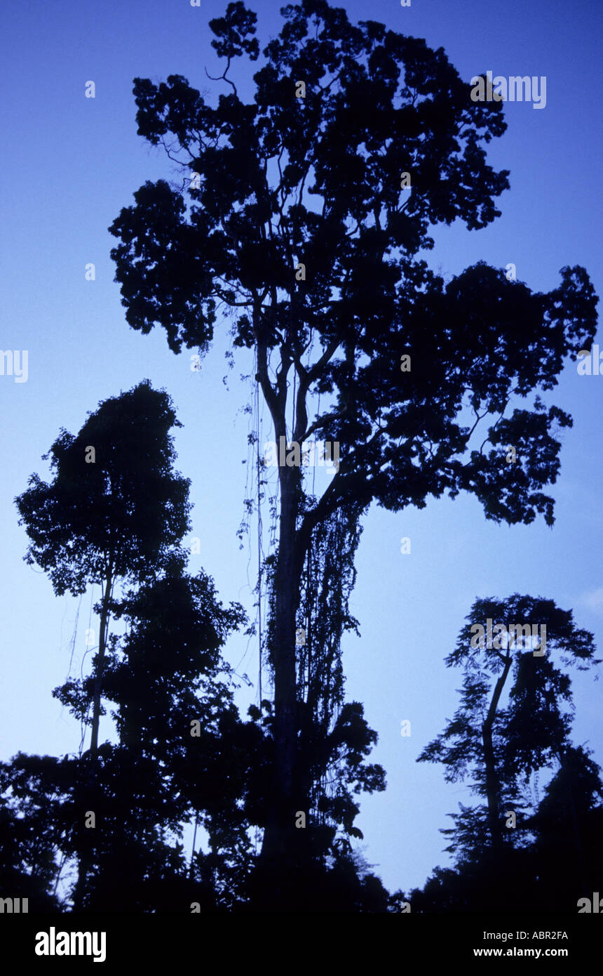 Southwest Amazon, Brazil. Rainforest trees in silhouette at nightfall