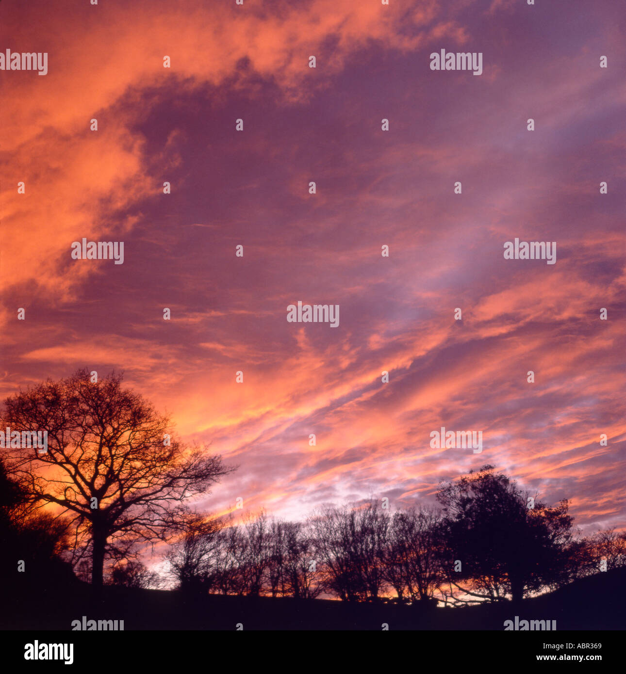 Trees against a red and purple sky at sunset dusk in the winter, Carmarthenshire West Wales Great Britain UK  KATHY DEWITT Stock Photo