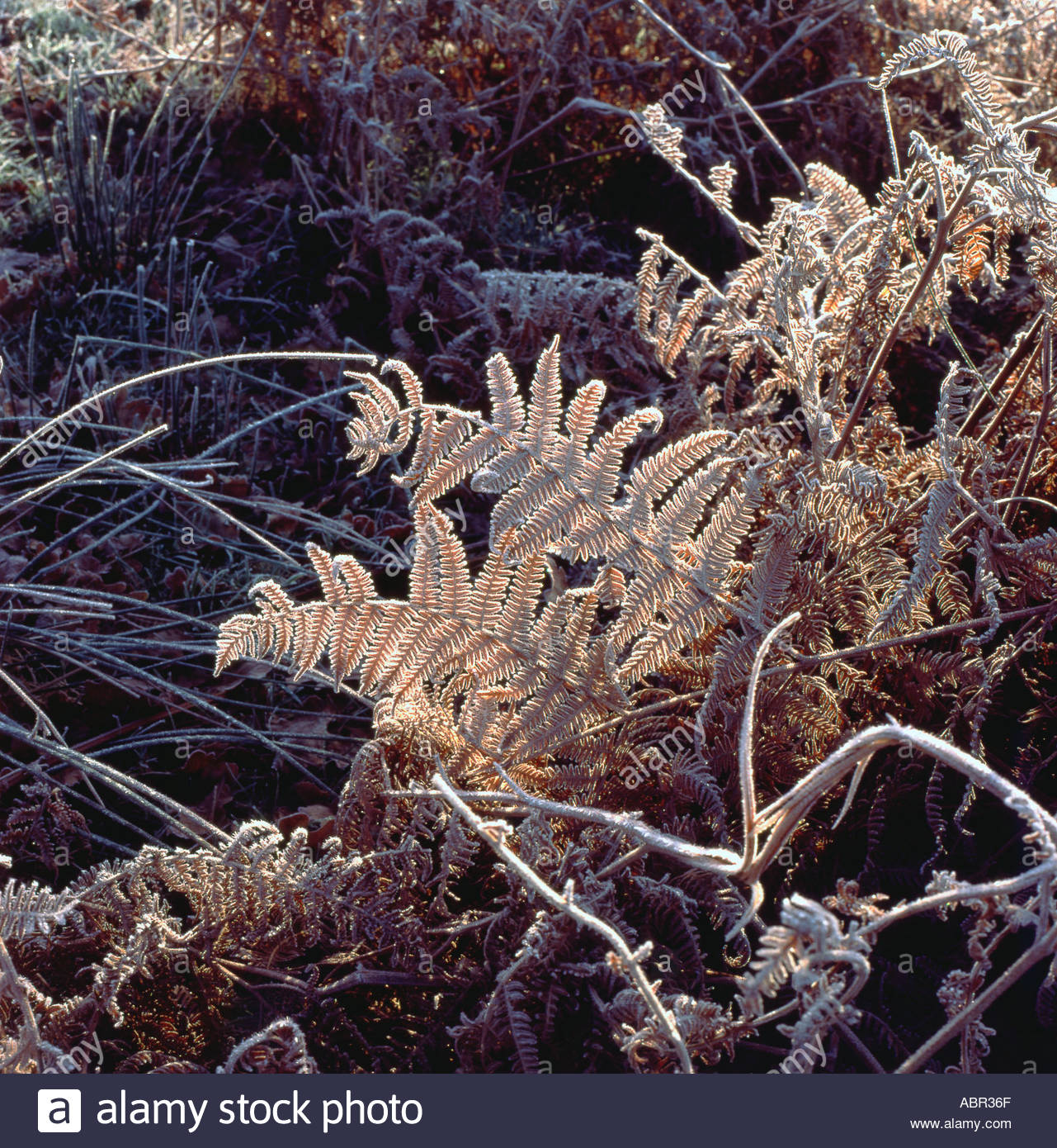 Frost on brown bracken leaves in autumn, winter in Carmarthenshire countryside Wales UK  KATHY DEWITT Stock Photo