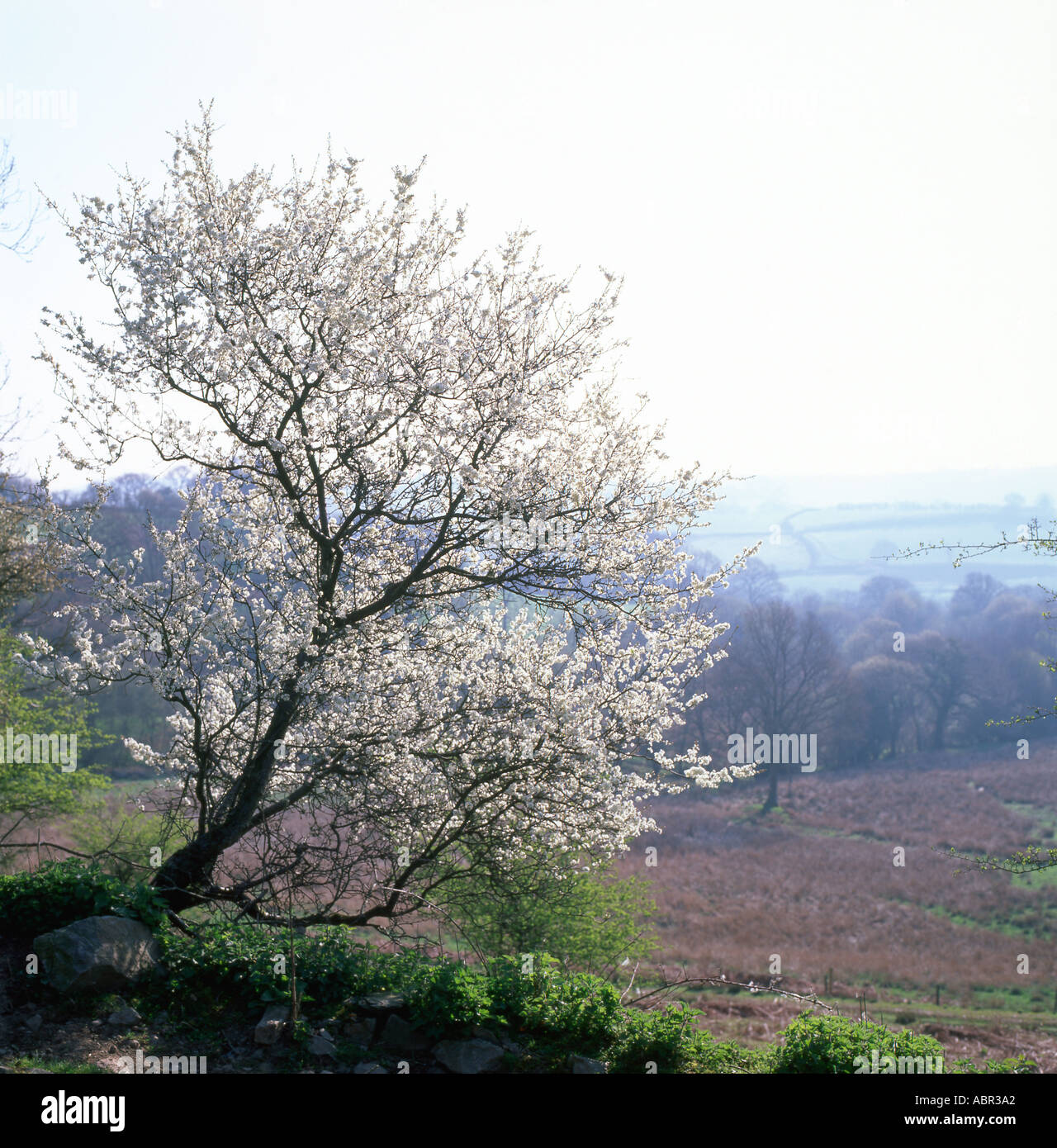 Spring landscape in Carmarthenshire, Wales UK Stock Photo