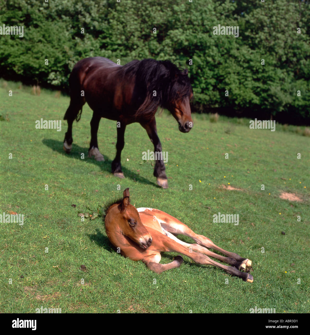 Mare walking to her foal lying on the grass horse horses in sunshine on sloping field  in summer rural Carmarthenshire, Wales, UK  KATHY DEWITT Stock Photo