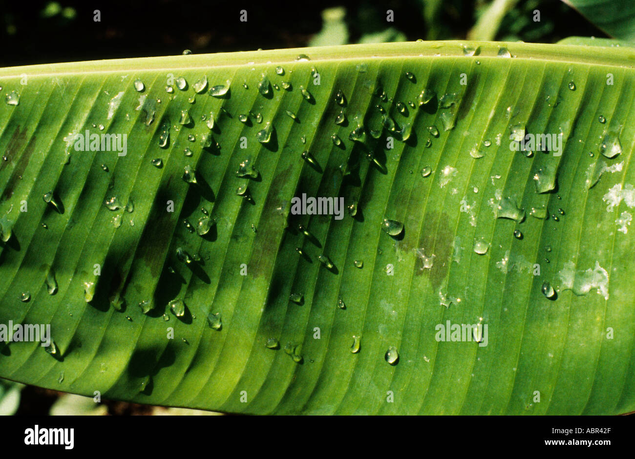 Amazon, Brazil. Banana leaf with water droplets Stock Photo Alamy