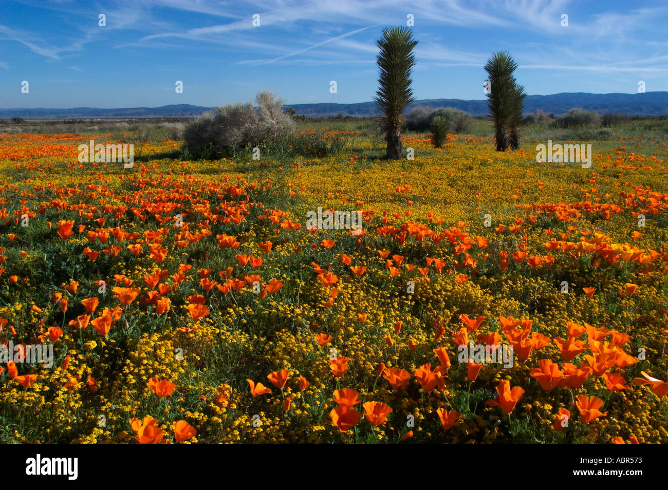 Poppies and wildflowers blooming in the high desert near Lancaster