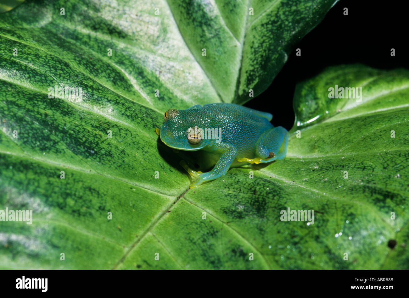 Monte Verde, Costa Rica. Granular Glass Frog (Cochranella granulosa) on