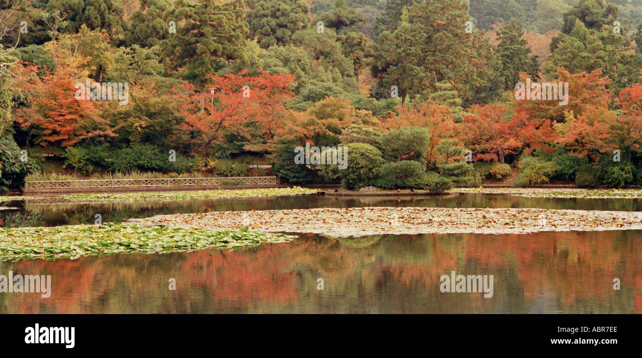 Autumn Trees, Lily Pads and Reflections in the Kyoyo chi Pond in the grounds of the Ryoan ji Temple, Kyoto, Japan Stock Photo
