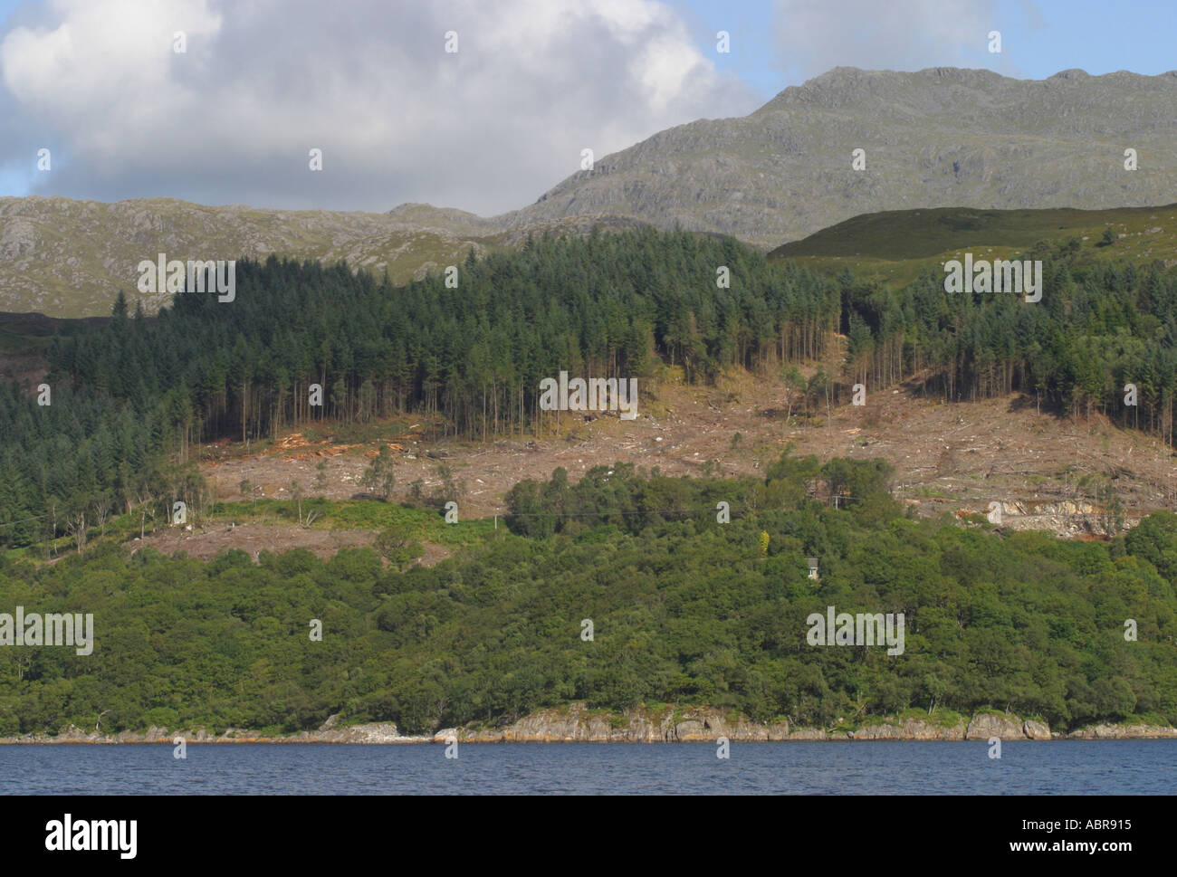 Commercial foresting on the hillside of Loch Sunart in the Highlands of Scotland Stock Photo