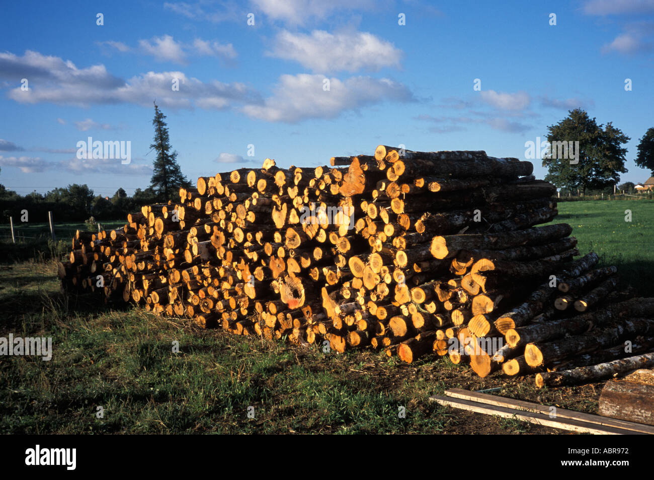 Cords of wood ready to be sawn for winter firewood Rexton New Brunswick