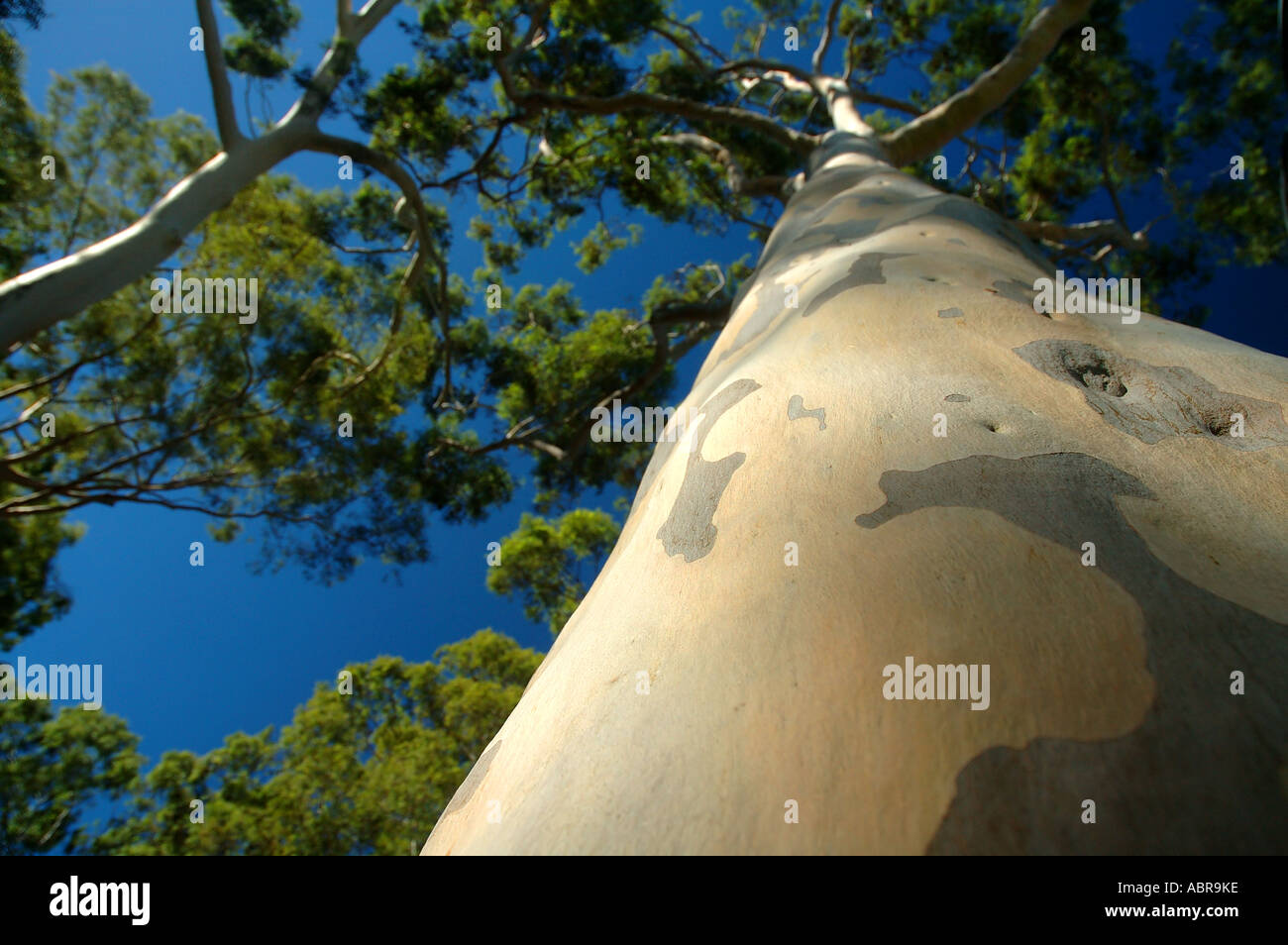 Mature lemon scented gum trees Eucalyptus citriodora in Kings Park Perth Western Australia Stock Photo