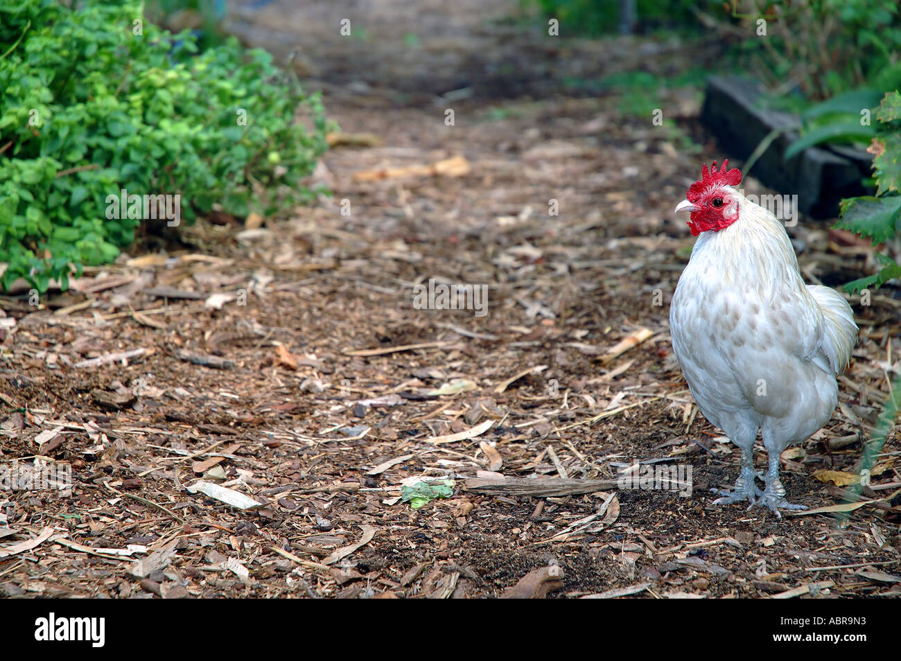 Little white rooster on permaculture garden path, City Farm, Perth, Western Australia Stock Photo