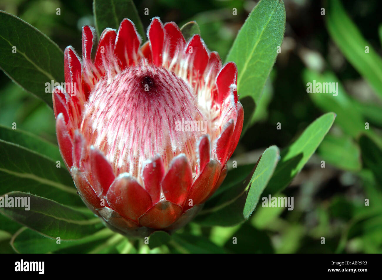 Protea species aristata or repens native plant of fynbos regions of South Africa Stock Photo
