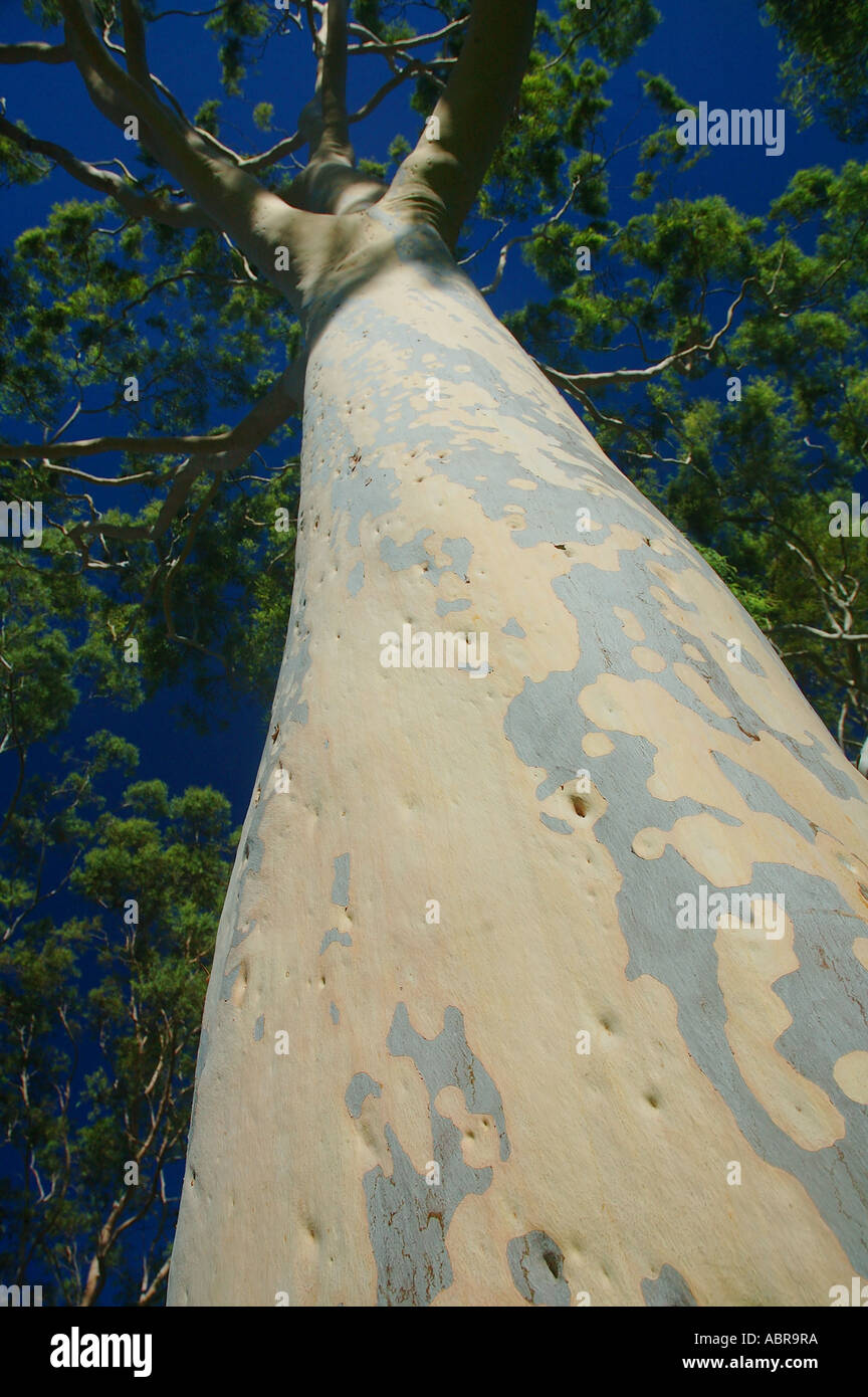 Beautiful mottled trunk of a mature lemon scented gum tree Eucalyptus citriodora in Kings Park Perth Western Australia Stock Photo