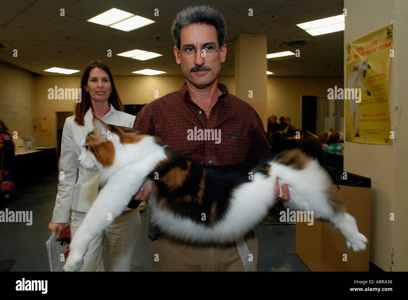 Jordy a classic brown tabby Maine Coon Cat is carried to the judging ring  at the Cat Fanciers Association Cat Show Stock Photo - Alamy
