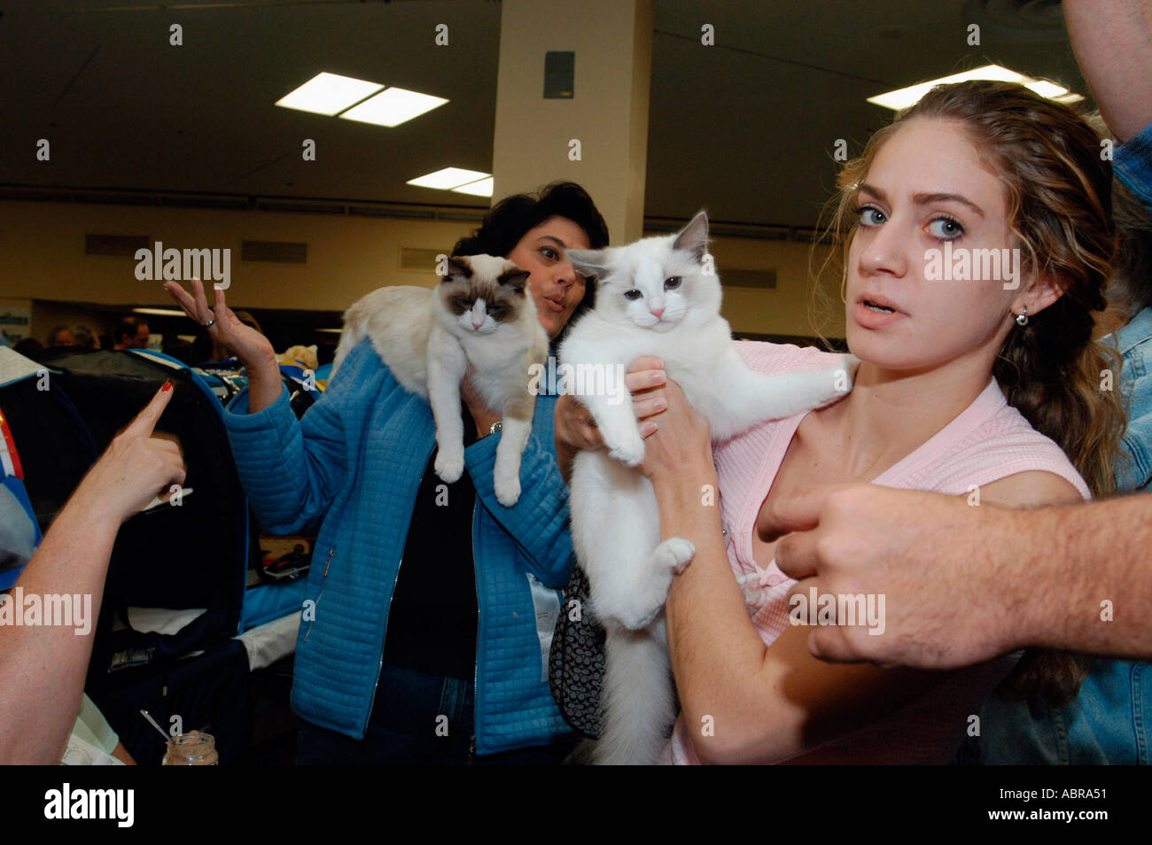 Ragdoll cats are carried to the judging ring at the Cat Fanciers Association Cat Show  Stock Photo
