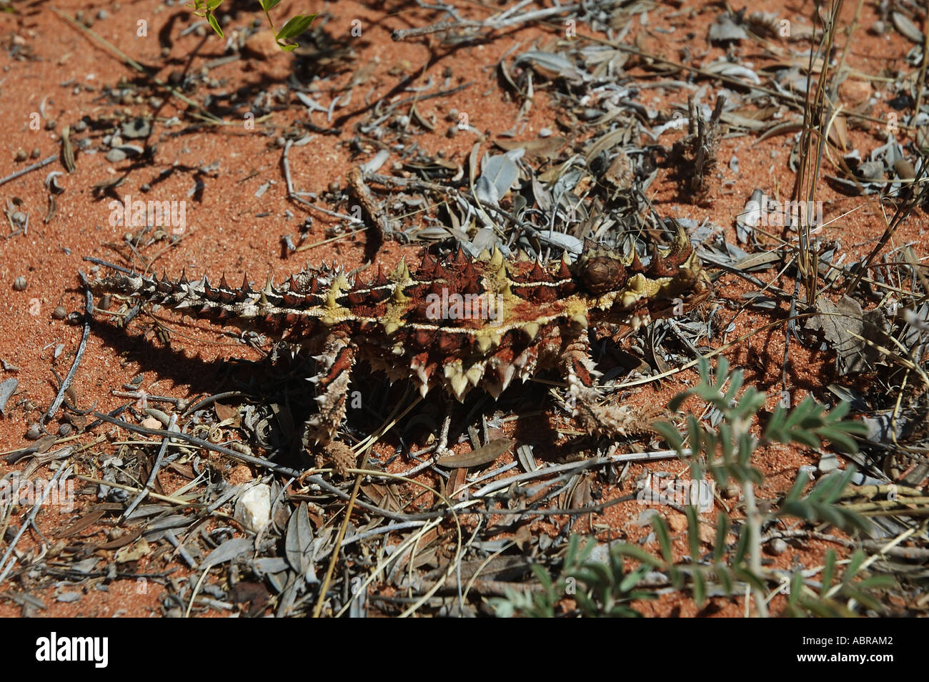 Thorny devil Moloch horridus an unusual arid zone agamid lizard near Coral Bay Western Australia Stock Photo