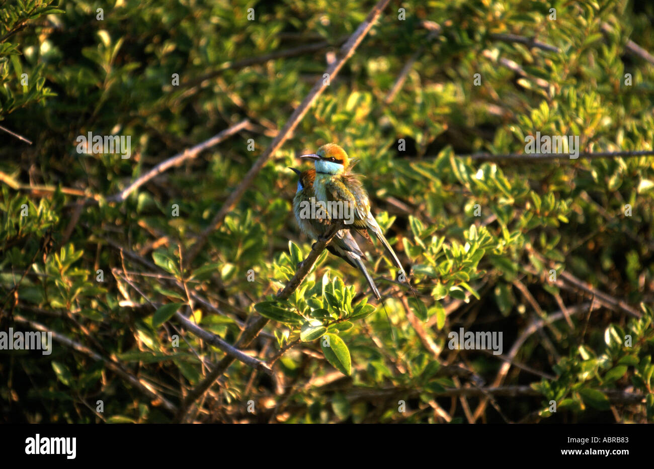 Bienenfresserpaar im Morgenlicht Stock Photo