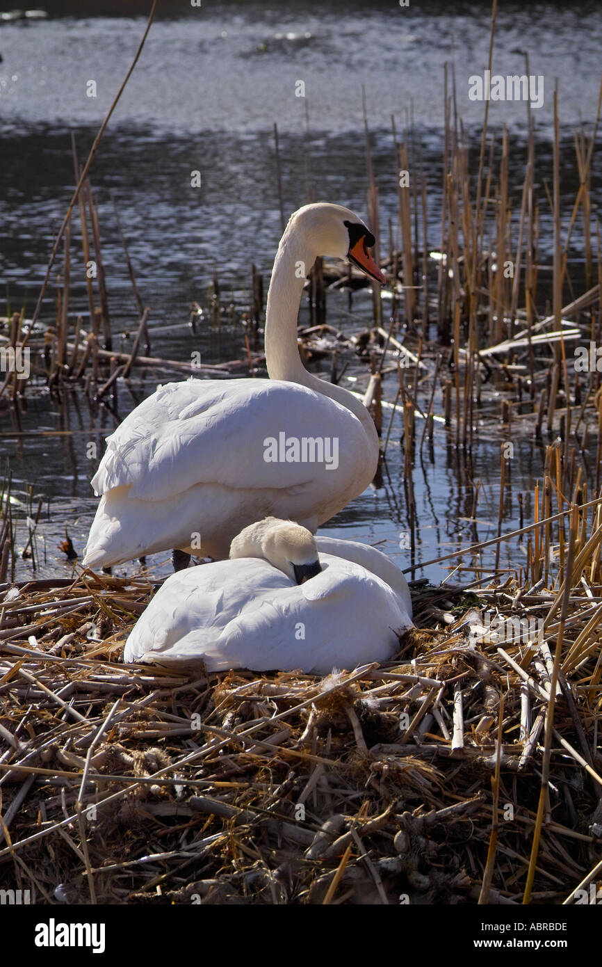 Pair of mute swans on nest with eggs hires stock photography and