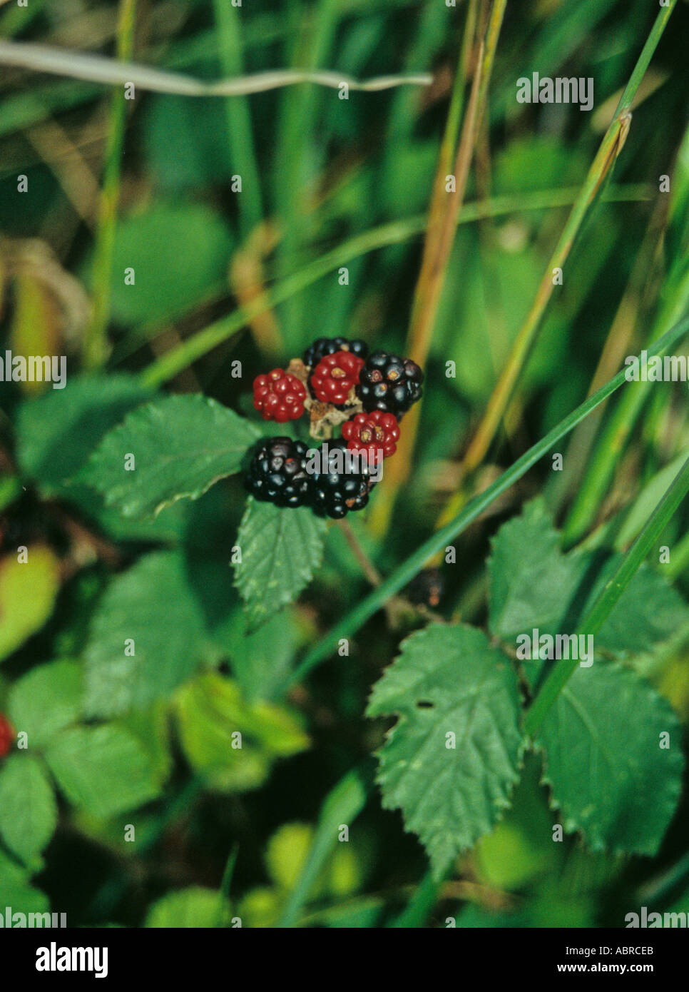 Red tut tut hi-res stock photography and images - Alamy