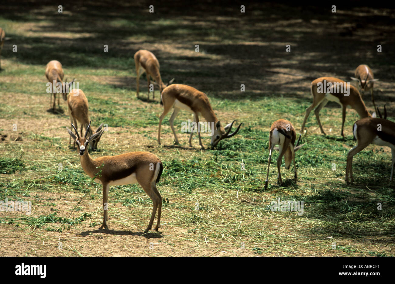 Group of mule deer in Tunisia Tozeur zoo  Stock Photo