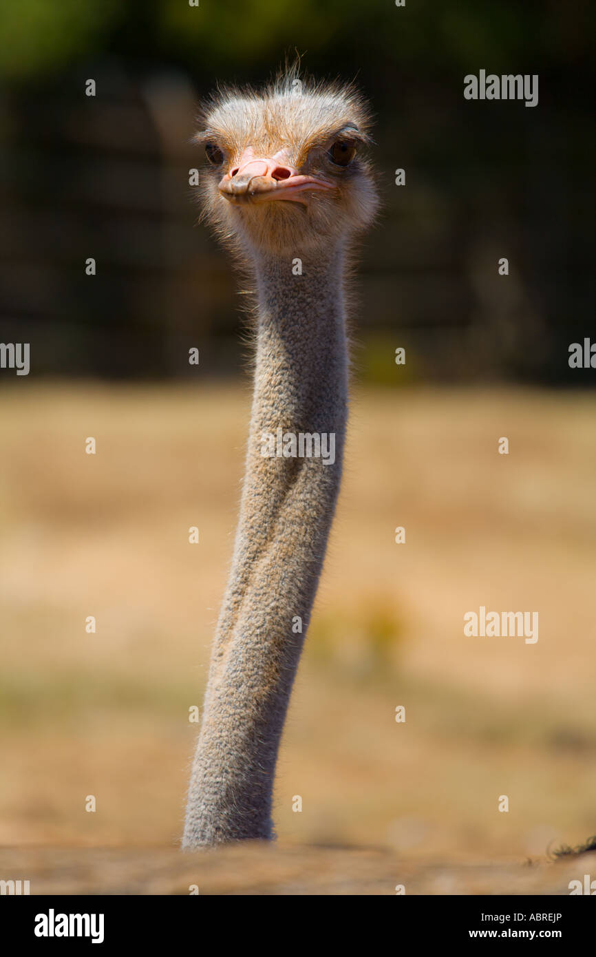 Single curious ostrich bird in Safari site on Brioni islands, Veliki Brijun, Croatia Stock Photo