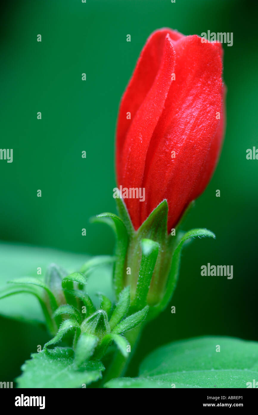 Close up of red flower of Fire Dart Bush Malvaviscus arboreus Stock Photo