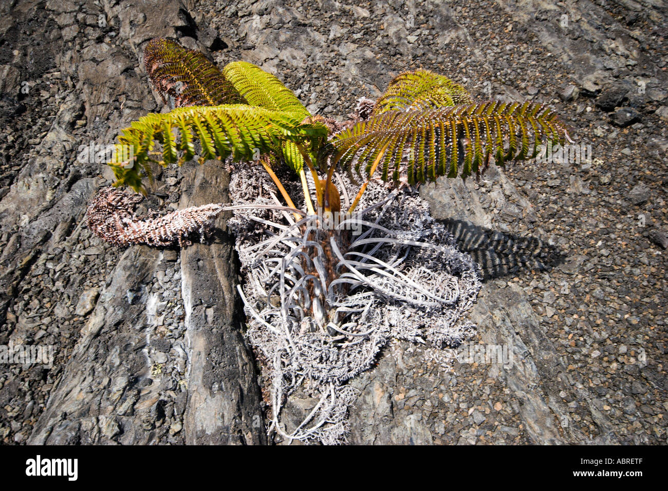 Young Hapu'u tree fern, growing in a 1974 pahoehoe lava flow, Hawai'i Volcanoes National Park Stock Photo