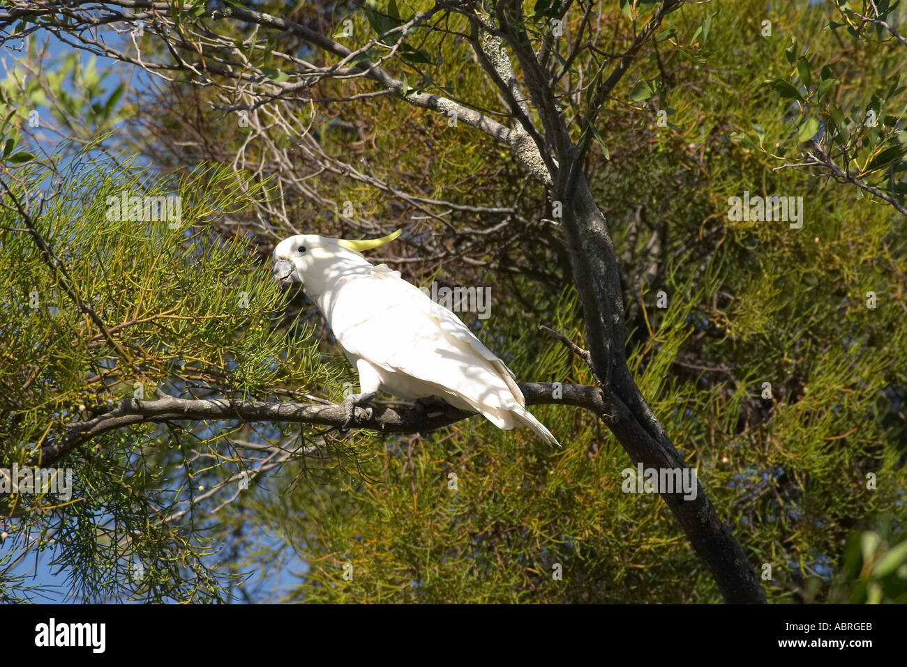 Sulfur Crested Cockatoo Halls Gap Grampians National Park Victoria