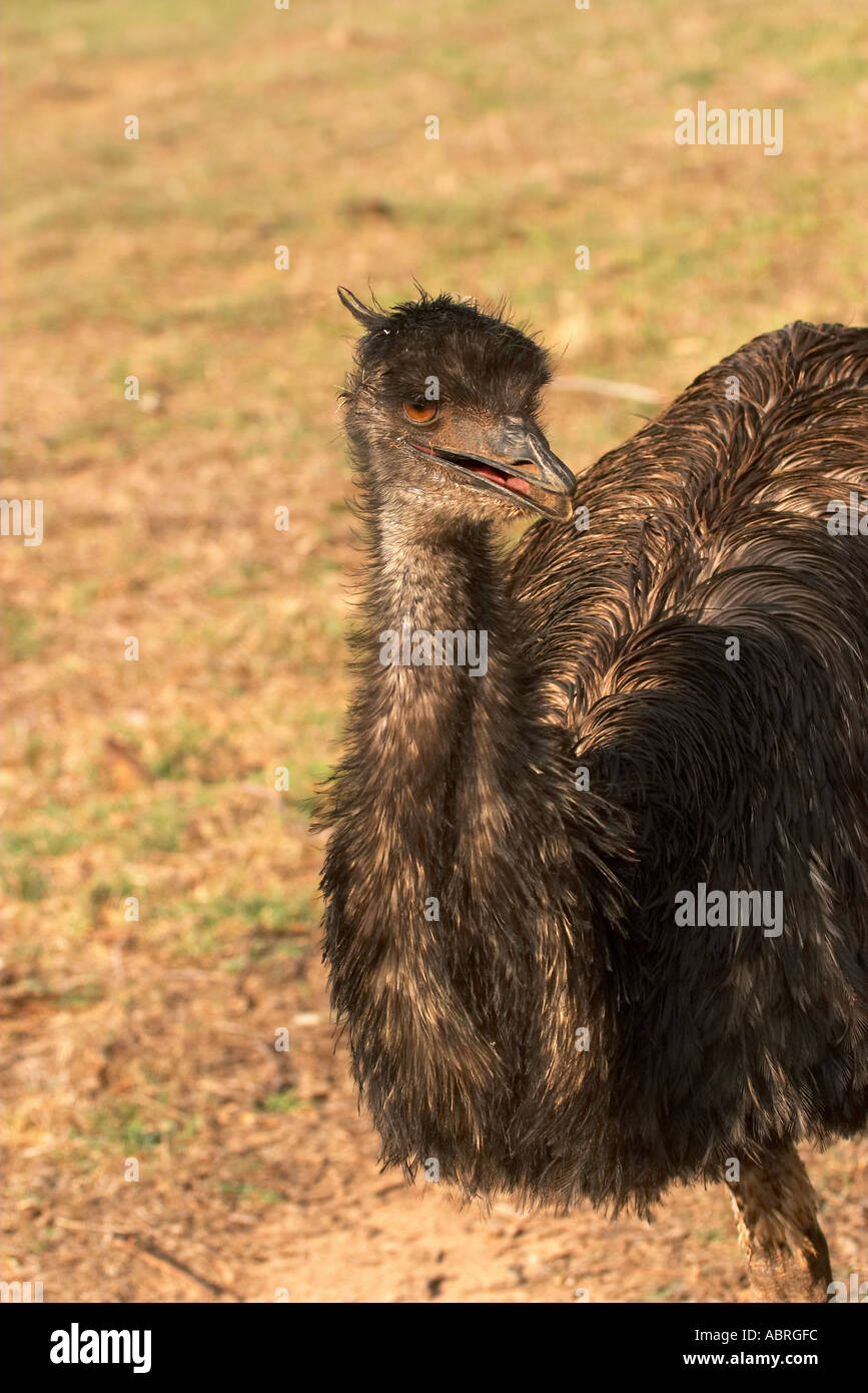Emu Dromaius novaehollandiae near Wangaratta Victoria Australia Stock Photo