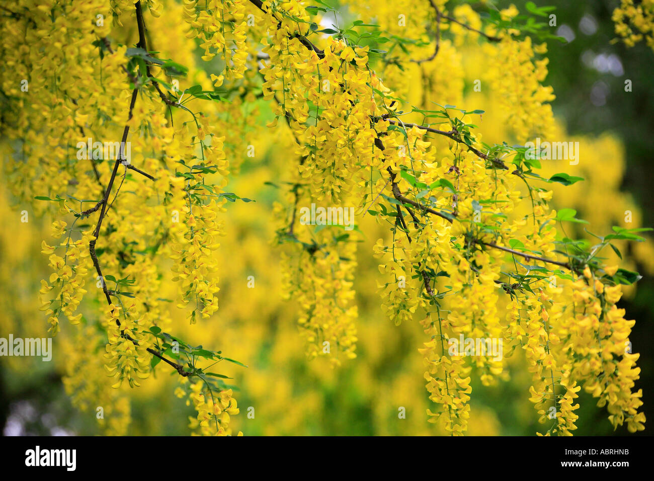 Common Laburnum Laburnum Anagyroides Stock Photo - Alamy