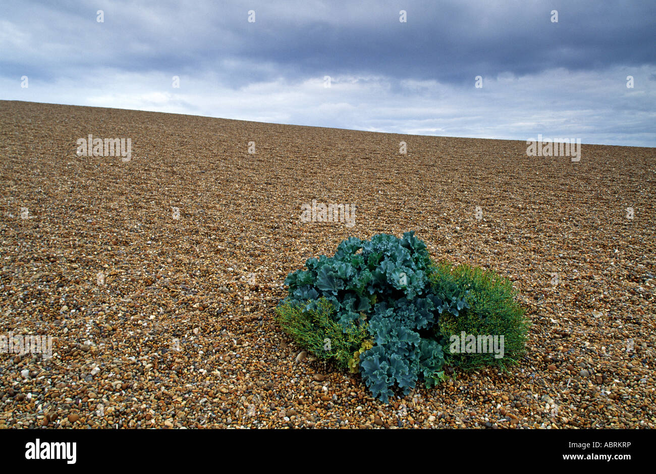 Chesil Beach, Jurassic Coast, Dorset, England, UK Stock Photo Alamy