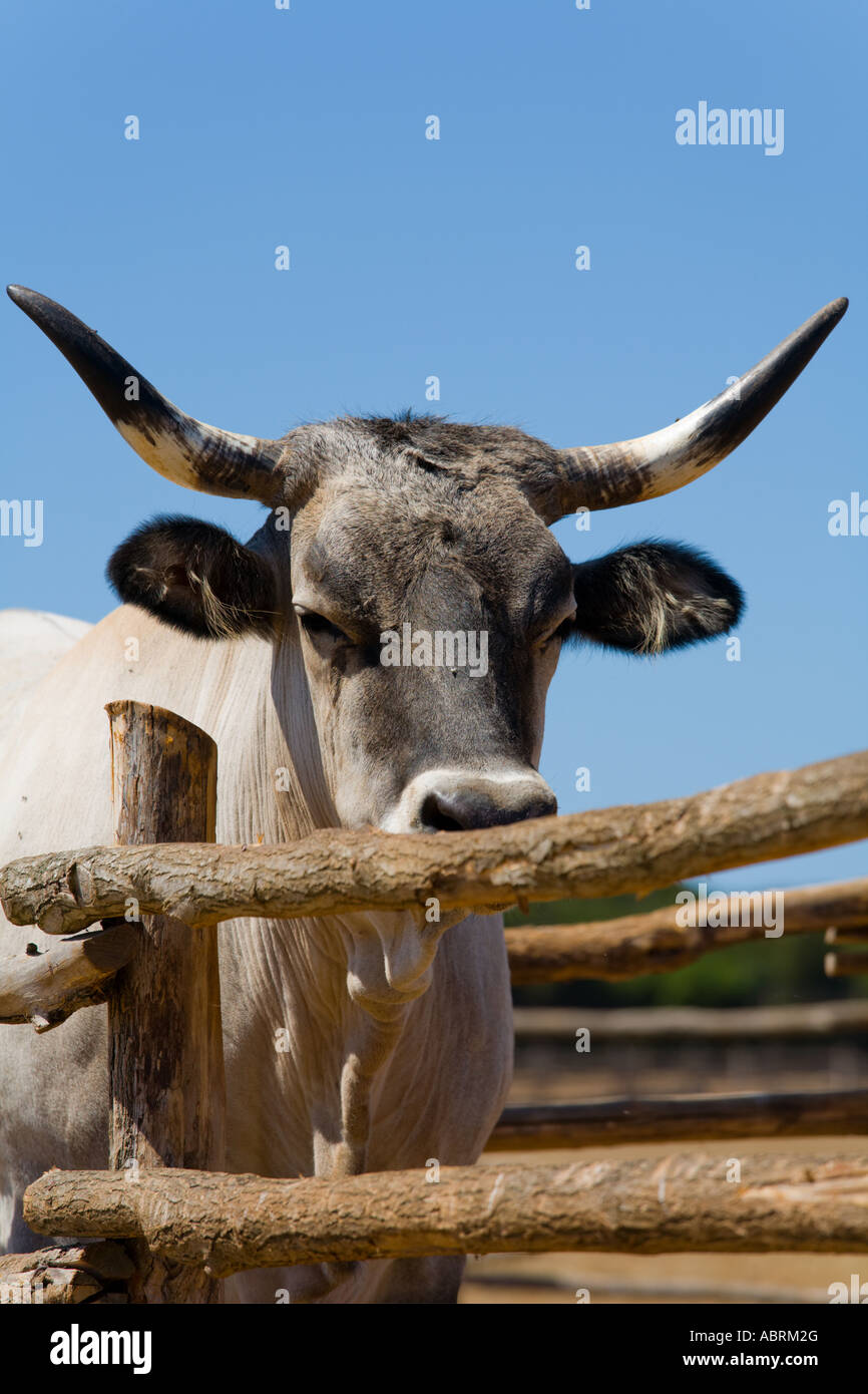 Boskarin Istrian cattle, Safari site on Brioni islands, Veliki Brijun, Croatia Stock Photo