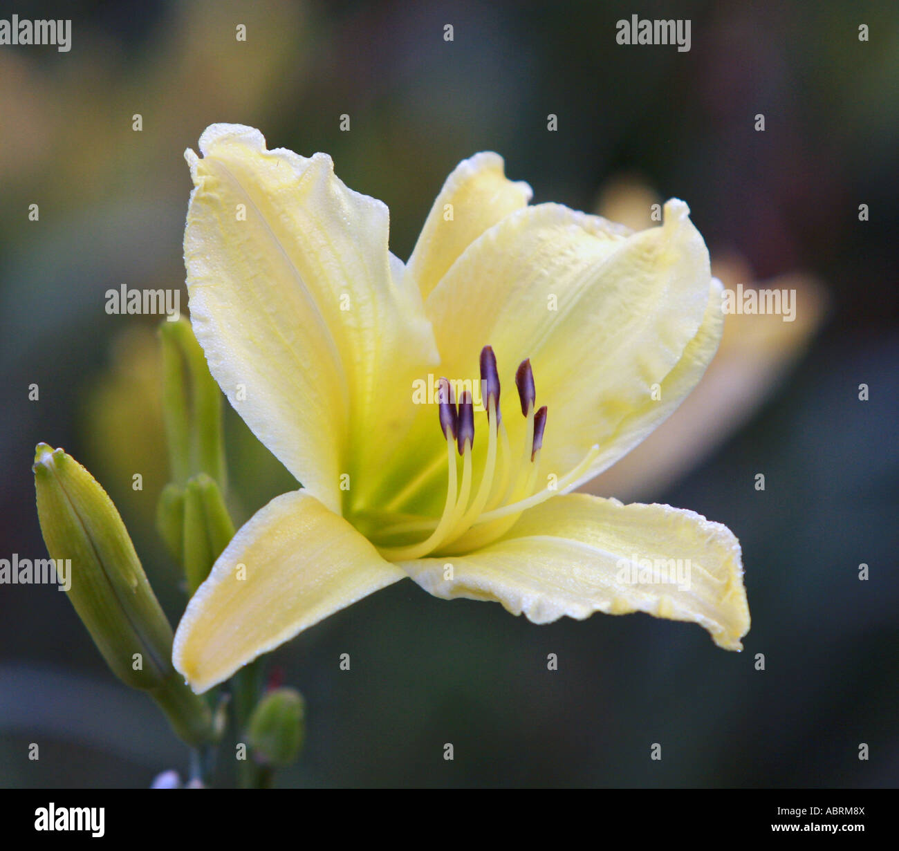Lemon day lily Stock Photo Alamy
