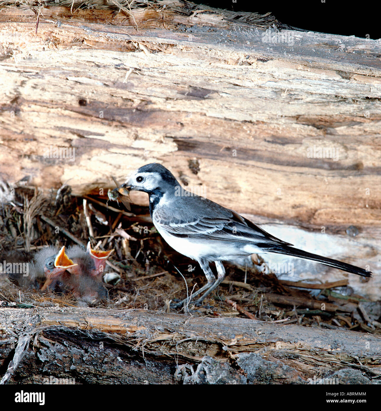 Pied White Wagtail Motacilla alba adult at nest Feeding Stock Photo