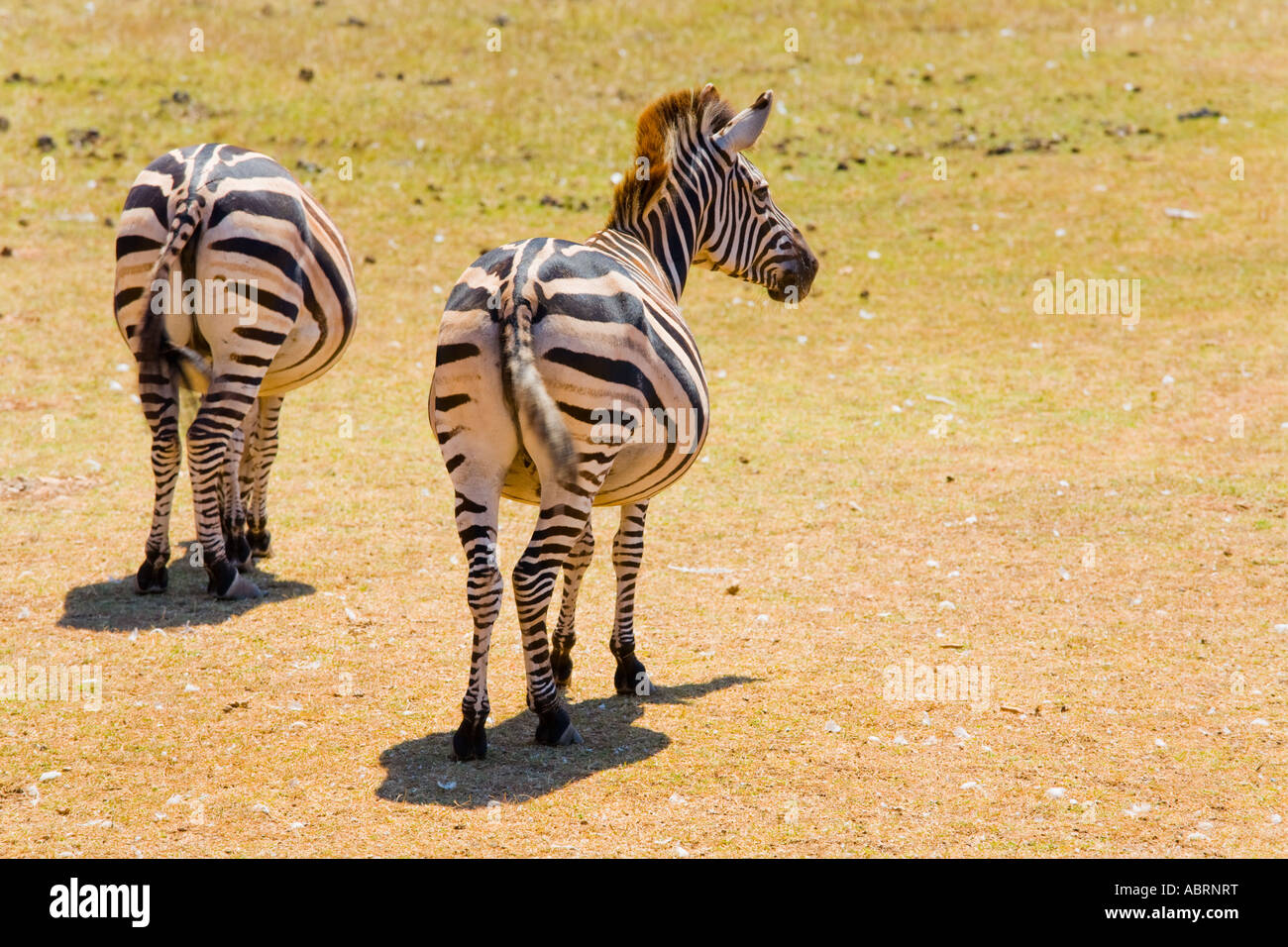 Zebras in Safari zoo on Brioni islands, Veliki Brijun, Croatia Stock Photo