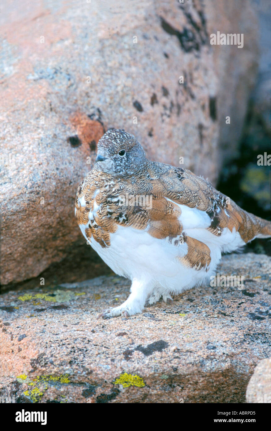 White tailed ptarmigan in summer pelage Stock Photo