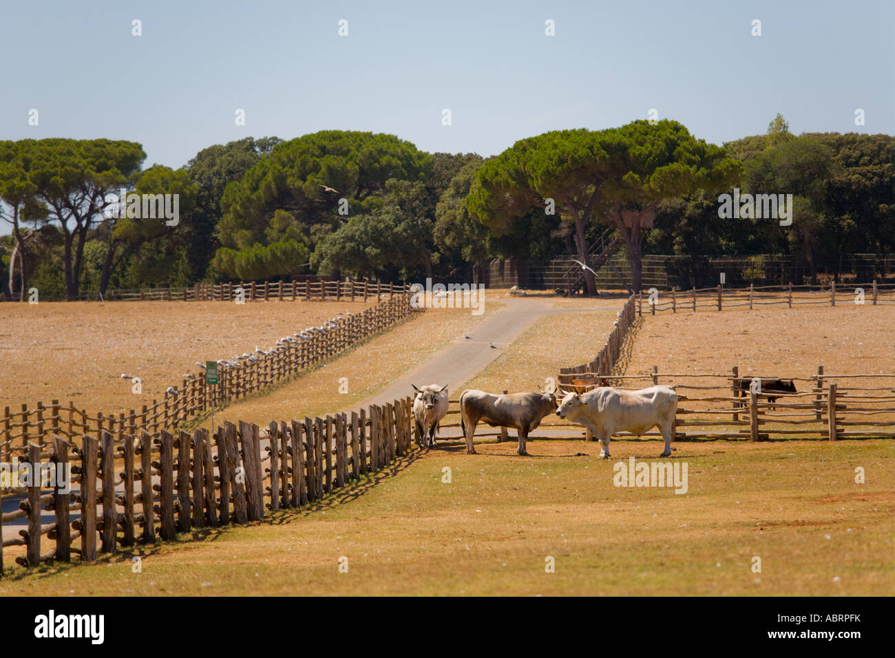 Safari site on Brioni islands, Veliki Brijun, Croatia Stock Photo