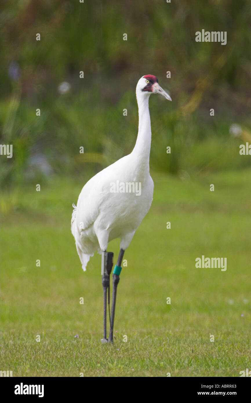 Whooping crane florida hires stock photography and images Alamy