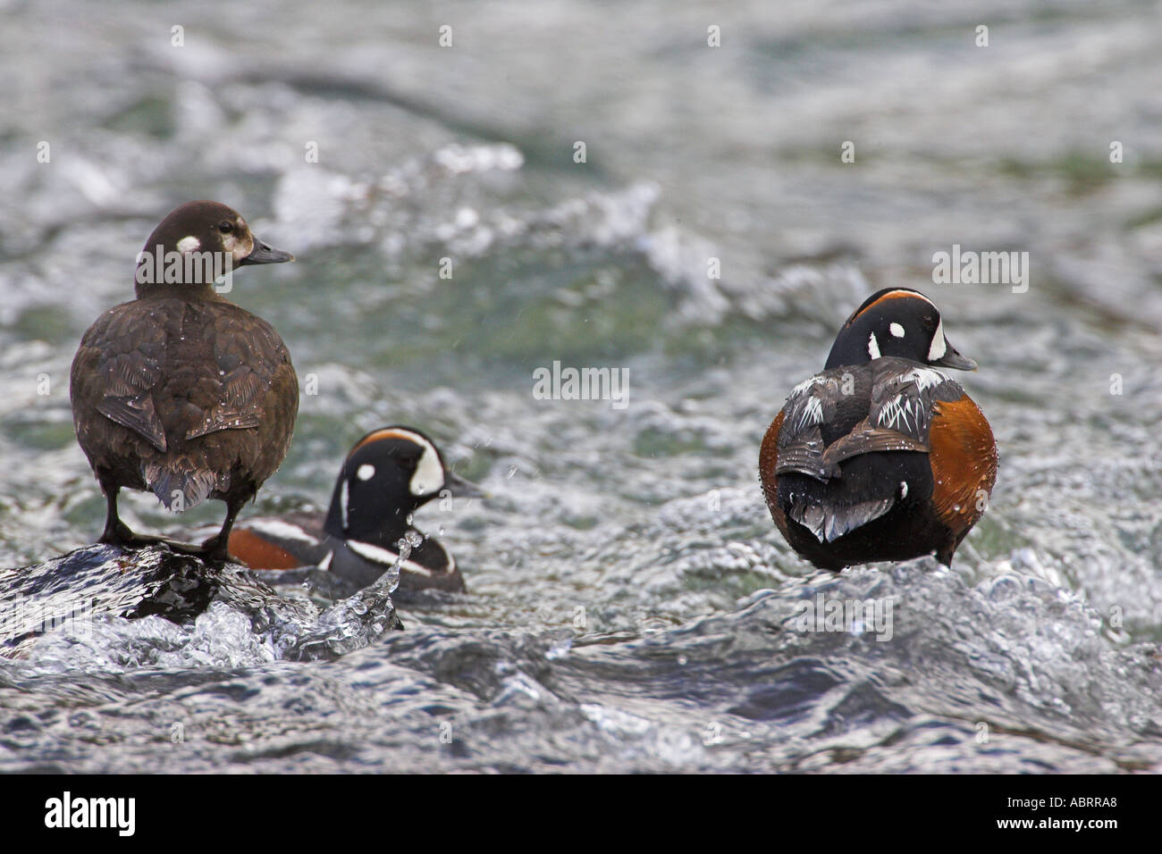 Harlequin duck at lehardy rapids hires stock photography and images