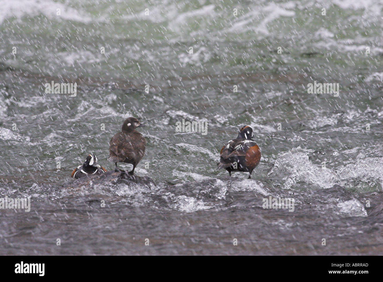Harlequin duck at lehardy rapids hires stock photography and images