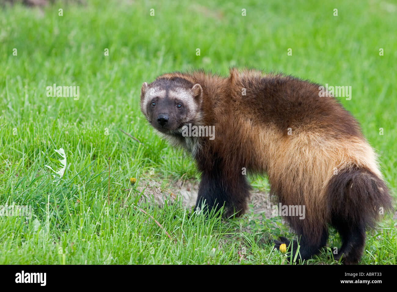 Royal Oak Michigan A female wolverine Gulo gulo at the Detroit Zoo Stock Photo - Alamy Royal Oak Michigan A female wolverine Gulo gulo at the Detroit Zoo Stock Photo - Alamy
