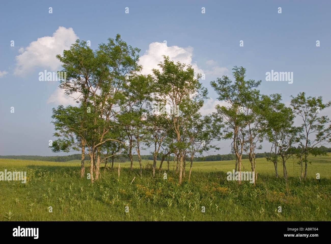 Shenandoah National Park Virginia Late afternoon in Big Meadows in Shenandoah National Park Stock Photo
