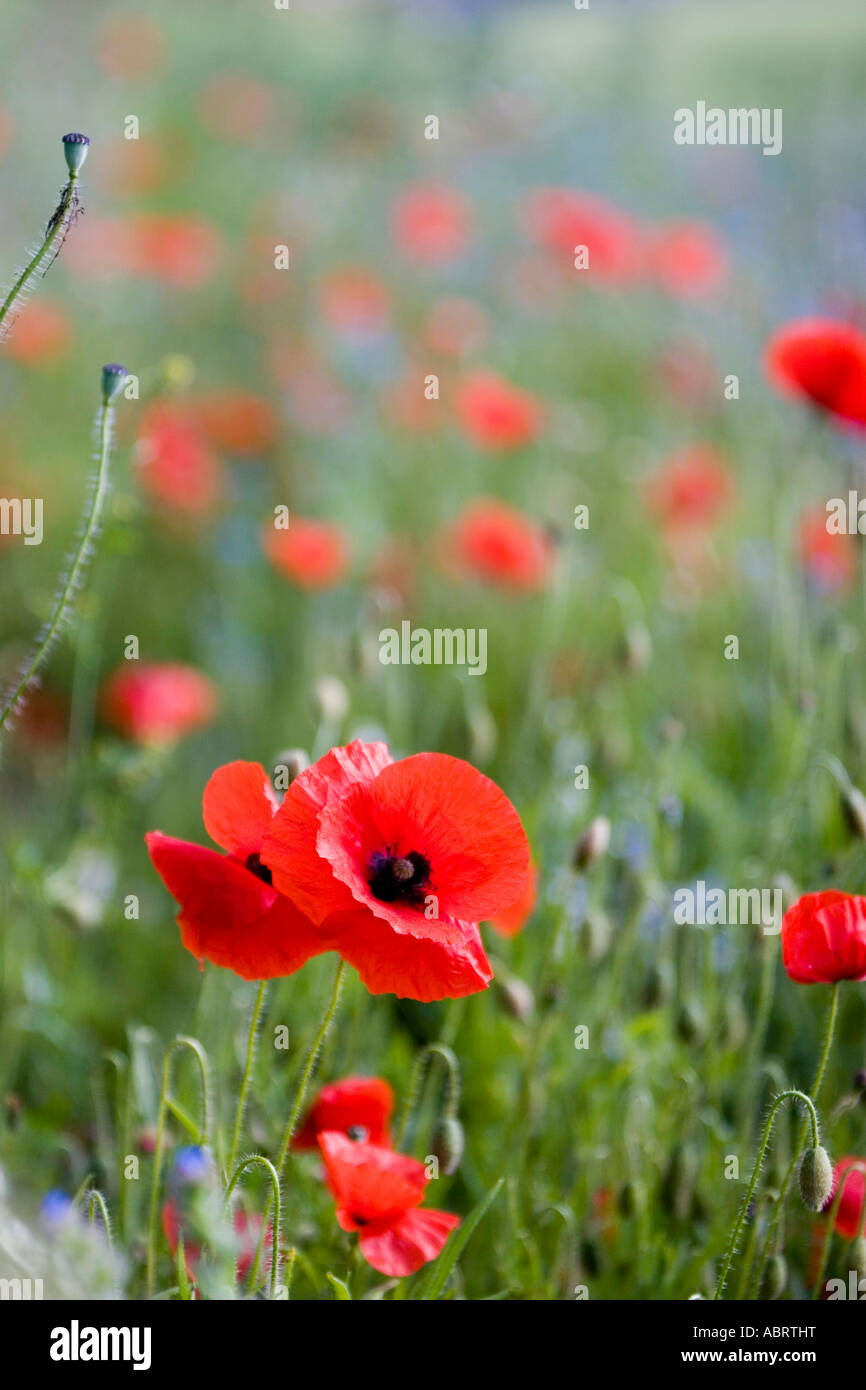 English poppy papaver field portrait hi-res stock photography and ...