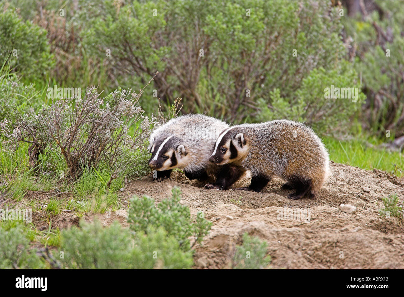 American badger den hires stock photography and images Alamy
