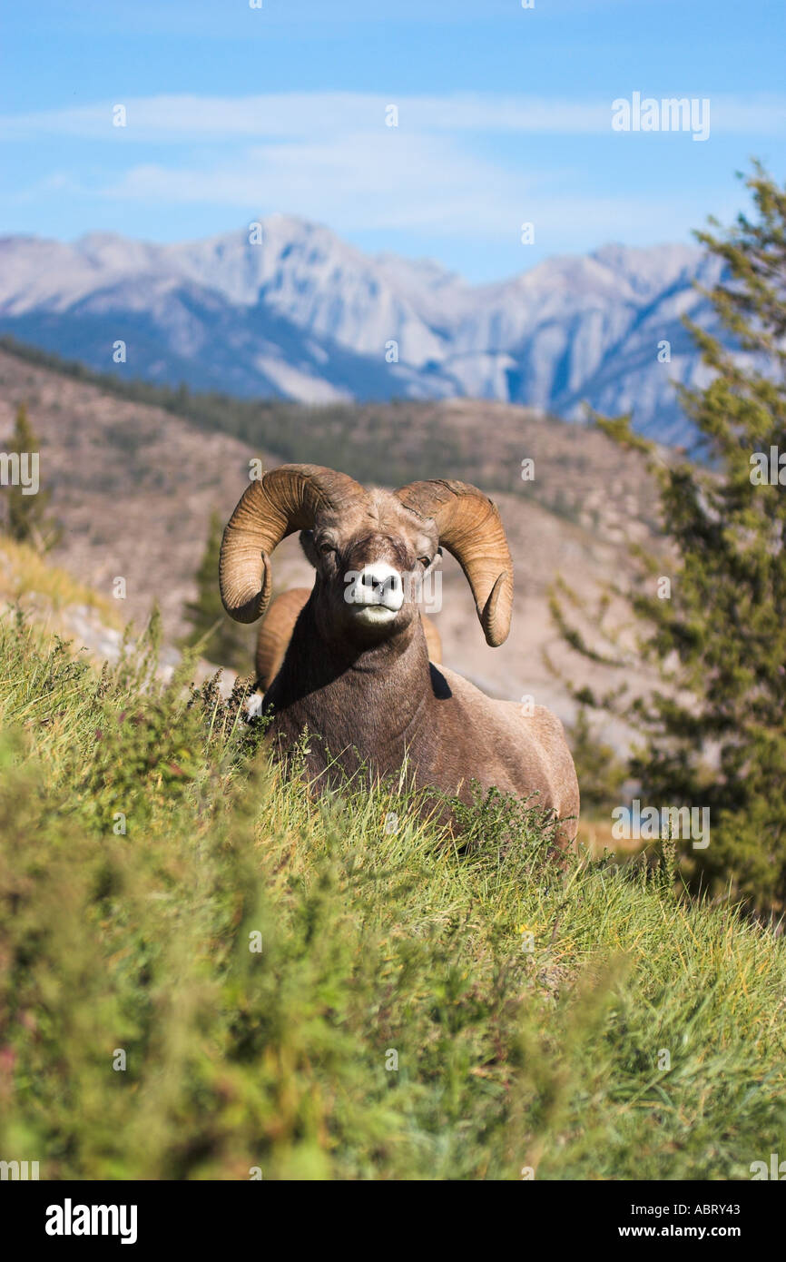 Rocky Mountain Bighorn Sheep Stock Photo - Alamy