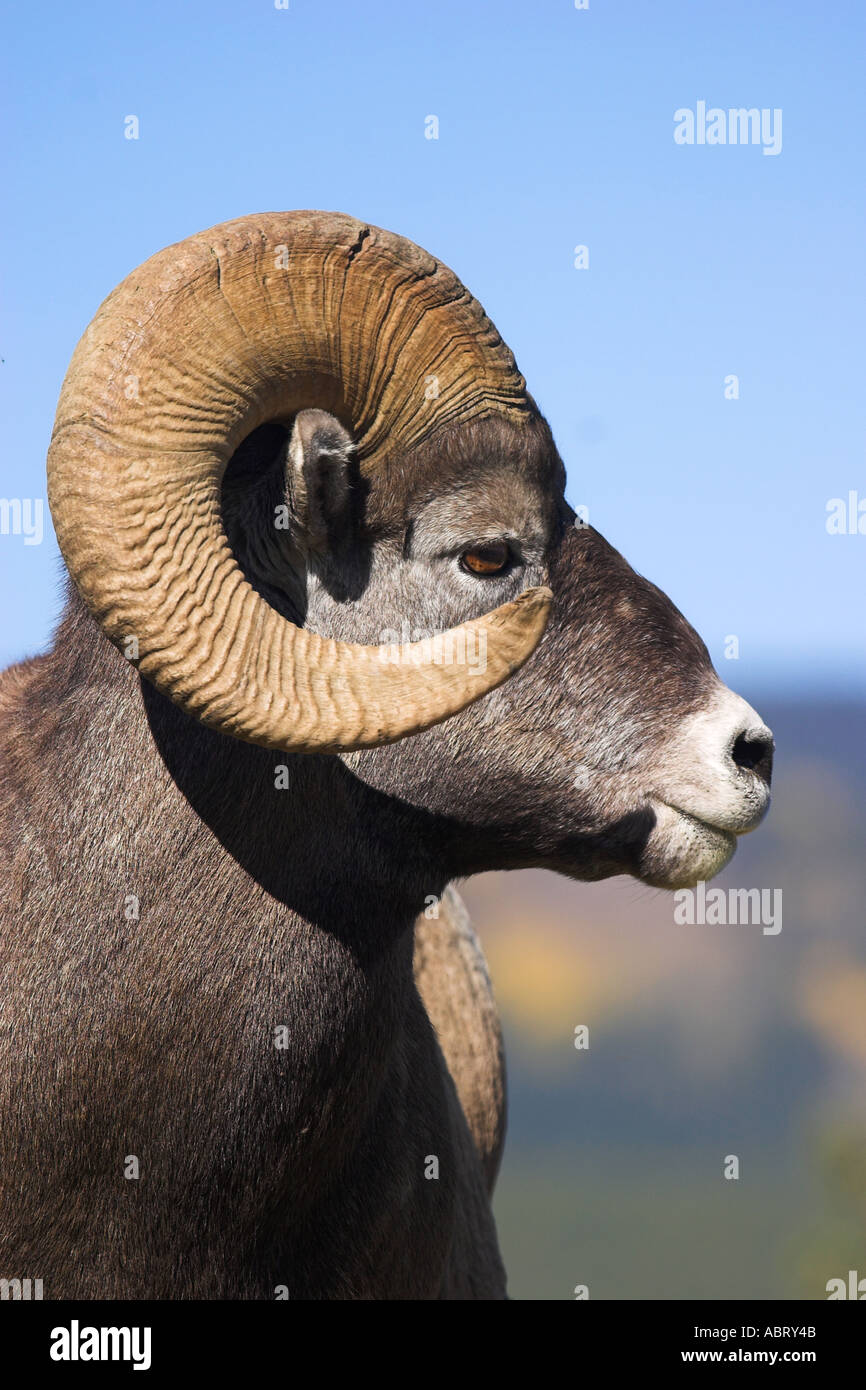 Rocky Mountain Bighorn Sheep Stock Photo - Alamy